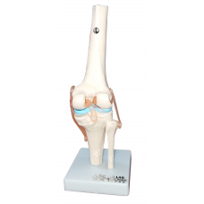 Knee Joint